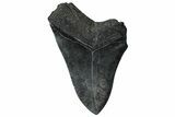 Bargain, Fossil Megalodon Tooth - Serrated Blade #360764-1
